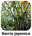 Kerria japonica